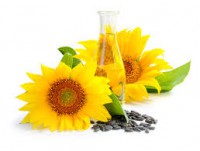 SUNFLOWER OIL ITALIAN SELLER  - OLIO GIRASOLE VENDITORE ITALIANO